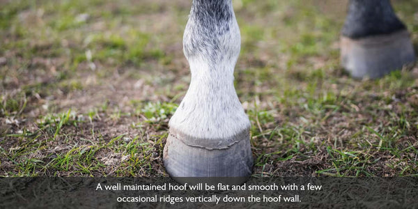 A flat and smooth hoof is an indication of healthy and happy hooves