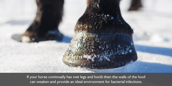 Keeping horses hooves dry is important in ensuring the hoof walls do not fail or crack.