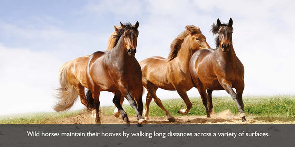 Wild horses keep their horses hooves maintained by regular long distance movement on varying ground surfaces