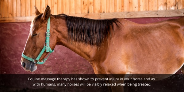 Equine massage therapy has shown to prevent injury in your horse and as  with humans, many horses will be visibly relaxed when being treated.