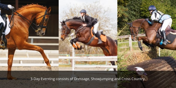 3 day eventing in horses consists of showjumping dressage and cross country. Blog image for equ streamz