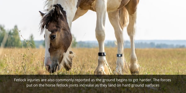 Fetlock injuries in horses are commonly seen as the ground begins to get harder.