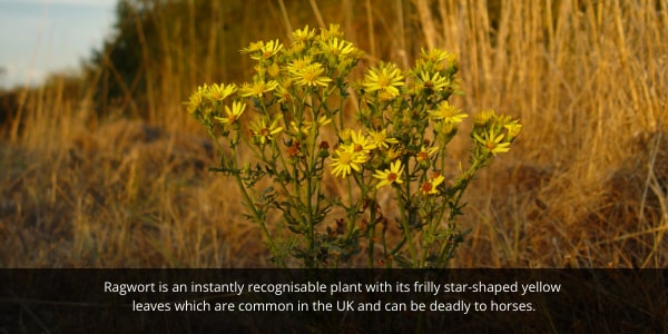 Poisonous plants can create issues for horse owners as some can be lethal to horses if eaten.