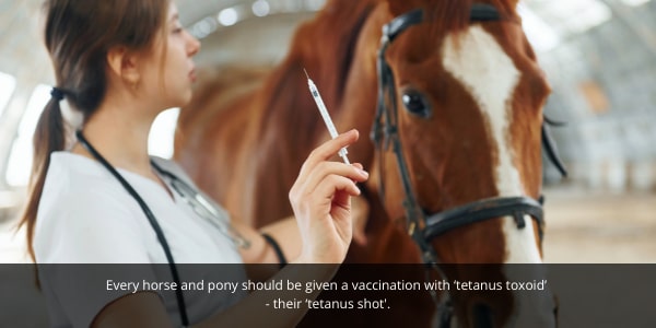 Horse tetanus injections are vital and done annually, important when your horse gets a cut or wound.