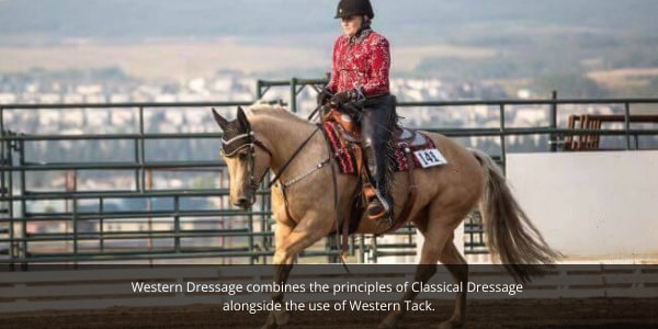 Western dressage differs to classical dressage. Dressage horse doing western dressage.