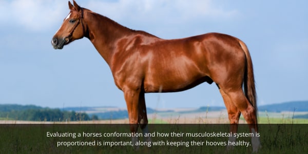 Your horses conformation has an important part to play in the soundness of your dressage horse.