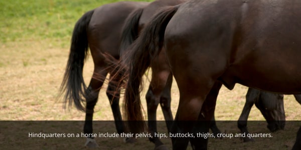 Hindquarters of horses suffer from various injuries in the discipline of dressage. 