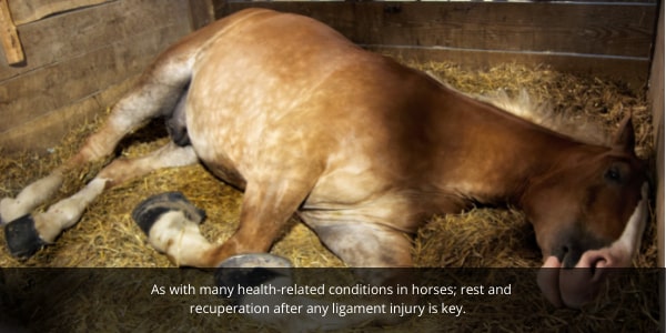 Rest, recuperation and recovery are important in looking after your dressage horse. Horse resting.