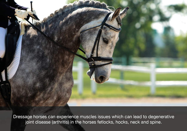 EQU Streamz Dressage horses can experience muscles issues which can lead to degenerative  joint disease (arthritis) in the horses fetlocks, hocks, neck and spine.