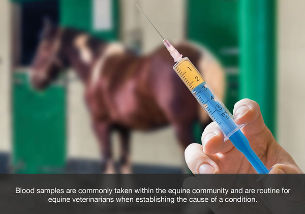 Blood samples are commonly taken within the equine community and are routine for equine veterinarians when establishing the cause of a condition.