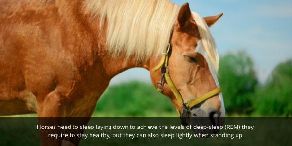 Horses sleep standing up but do require a period of deep sleep every day to maintain their overall health.