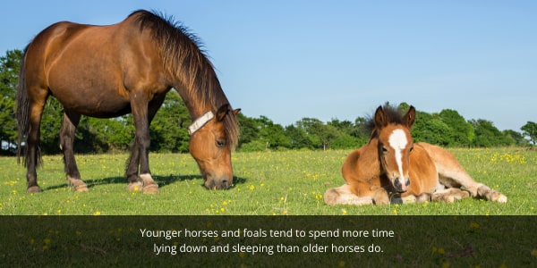 Younger horses and foals tend to spend more time lying down and sleeping than older horses.