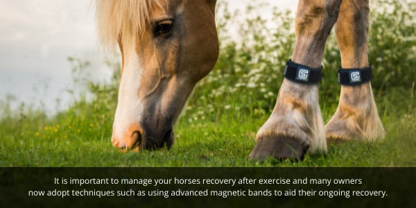 Managing a horses recovery after exercise is vital and many now use advanced magnetic bands to help. 