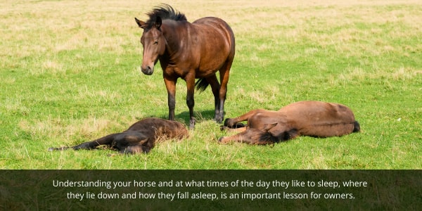 Horse laying down blog image. Do horses lie down or stand up when sleeping. Information article image 1