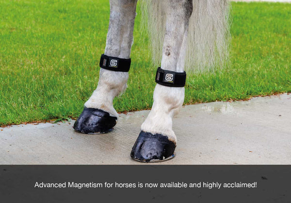EQU Streamz advanced magnetic horse bands for joint care now part of the alternative therapies industry