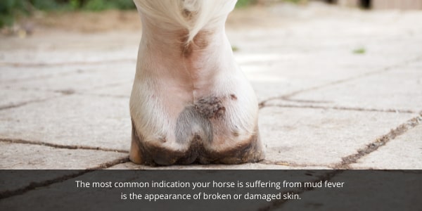 The most common causes of mud fever is your horse standing in wet or muddy ground for long periods of time. 