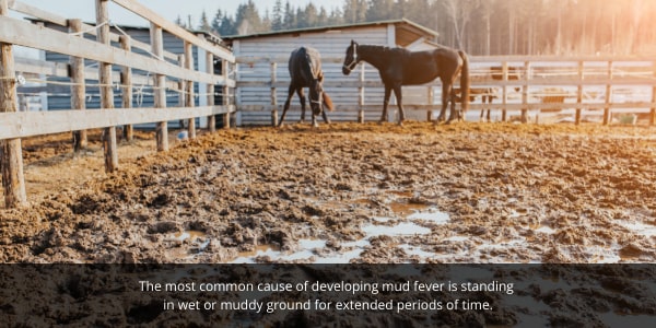 Standing in muddy ground in a paddock can create mud fever in horses.