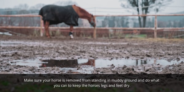 Make sure your horse has a clean paddock and is not standing in muddy ground.