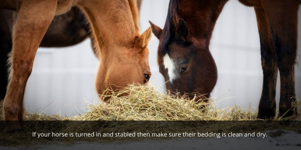 Make sure you provide your horse with clean and dry bedding when turned in.