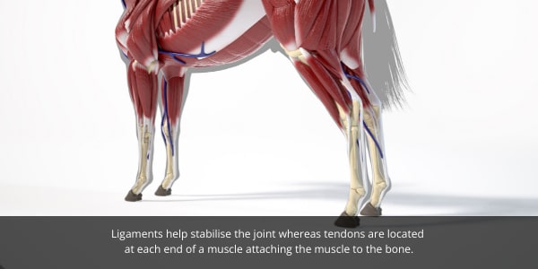 Ligament injuries and tendon injuries in horses differ greatly