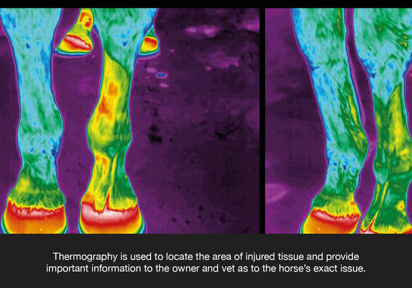 Thermal imaging for horses is becoming more popular as an important diagnosis tool for horses injuries with muscles tendon ligaments and splints