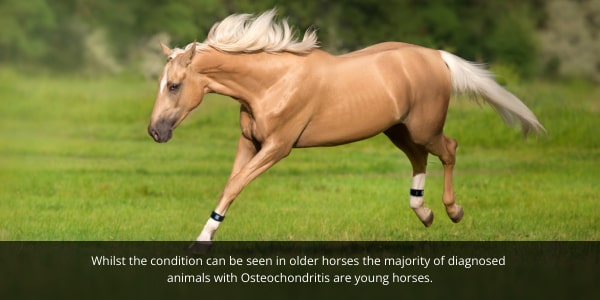 EQU streamz joint conditions blog image of horse with Osteochondritis in joints jumping in field