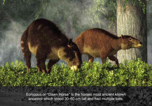 The earliest known ancestor of the modern day horse is known as a Eohippus or “Dawn Horse” which became extinct at the same time as the dinosaur.