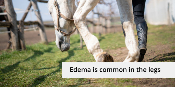 Horse Edema is common in the legs, image showing inflamed legs