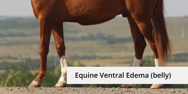 Equine Ventral Edema; image of horse with inflammed belly
