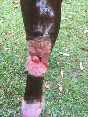 Eva suffered a major trauma to her ligaments and muscles and was treated with EQU Streamz horse bands as part of her recovery and rehabilitation