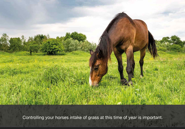 Controlling your horses intake of grass in autumn or fall is vital as over eating the grass at this time of year can be detrimental  