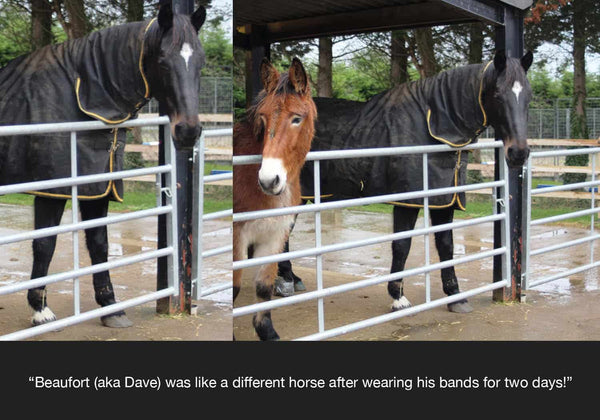 EQU Streamz feedback from horseworld trust on beaufort the horse who had intermittent lameness issues and stiffness and swelling before trying his equ streamz advanced magnetic horse bands