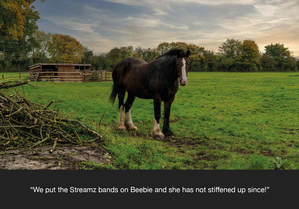 Beebie at horseworld trust feedback using equ streamz to aid her arthritis and stiffness