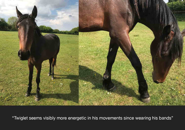 Twiglet feedback on equ streamz and how they have helped his stiffness and arthritis