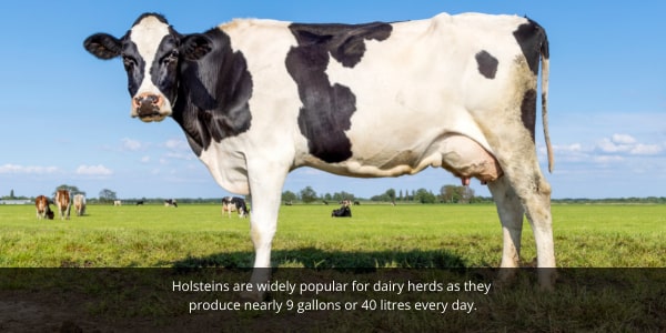 Moo streamz lameness in dairy cows and cattle blog. Image of holstein dairy cow.