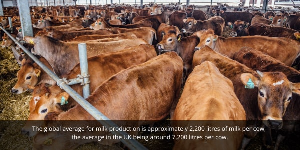 Moo streamz lameness in cows blog image. Large dairy herd image.
