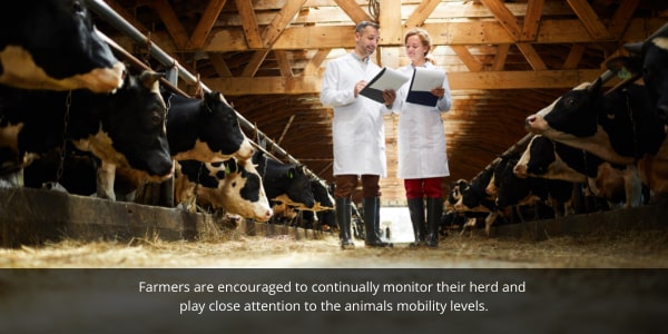 Moo streamz lameness in dairy cows and cattle blog image. Image of farmers monitoring herd.