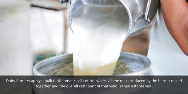 Moo streamz lameness in dairy cows and cattle blog. Image of somatic cell count milk being poured in tank for studying.