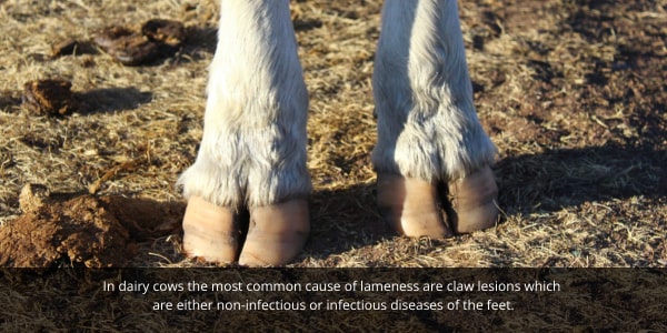 Moo streamz lameness in dairy cows and cattle blog. Image of cows feet.