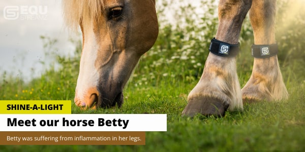 Shine a light example of betty the horse with inflammation in her legs using equ streamz magnetic therapy horse bands