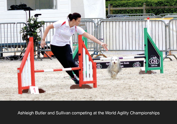Ashleigh Butler and Sullivan competing at WAO world agility open in dog streamz magnetic dog collar