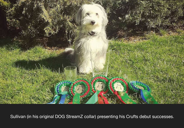 Ashleigh Butler DOG StreamZ endorsement for recovery after dog agility using dog streamz advanced magnetic dog collar