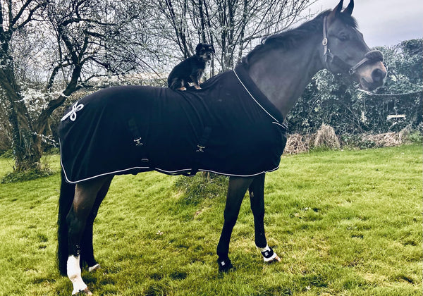 Carolyn Mellor leaves an EQU StreamZ review, part of the International Dressage Team Ireland High Performance Squad and uses Streamz advanced magnetic horse bands