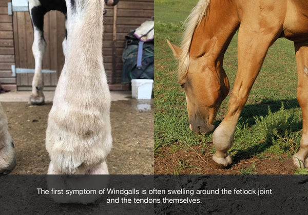 EQU Streamz image on windgalls and treatments. The first symptom often found is swelling around the fetlock joint and the tendons themselves.