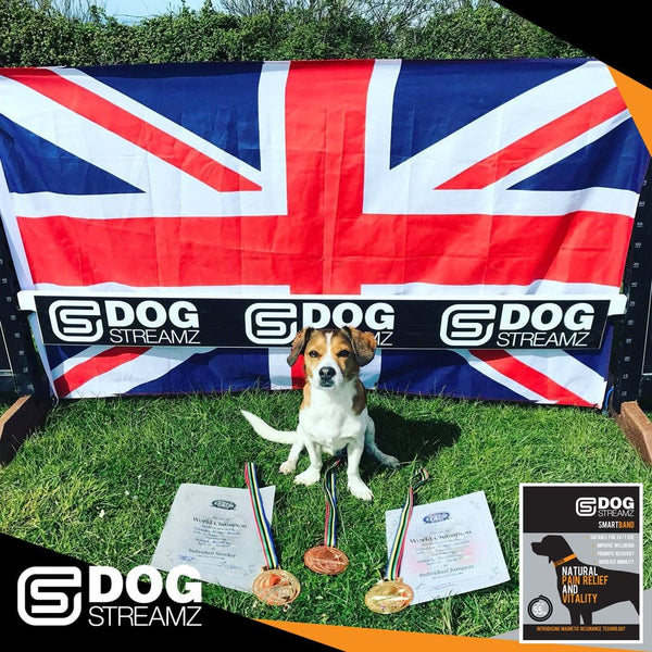Sam winning medals dog agility crufts world champion dog streamz magnetic collars image stacey irwin endorsement
