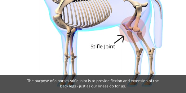 Horse stifle injuries blog image. Image showing where a stifle joint on a horse is located.