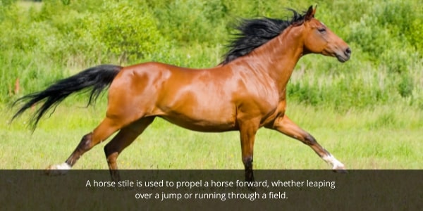 Horse Stifle Injury Blog Image. Image of horse moving at speed which is more at risk of creating a stifle injury.