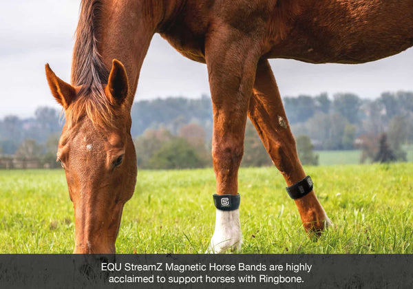 EQU StreamZ Magnetic Horse Bands are highly  acclaimed to support horses with Ringbone image for blog.