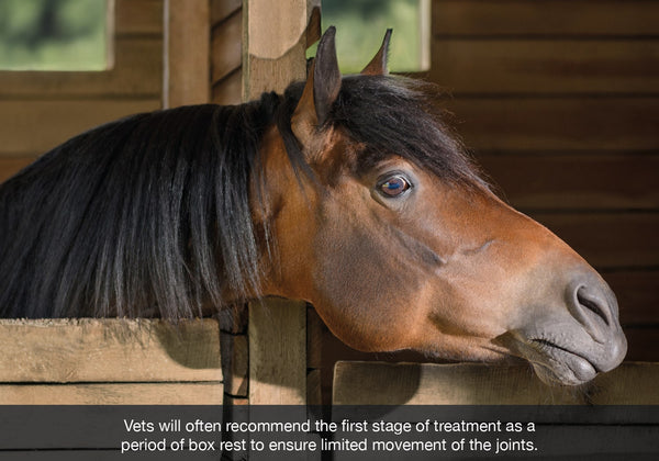 Ringbone in horses symptoms cause and treatment blog image of horse on box rest