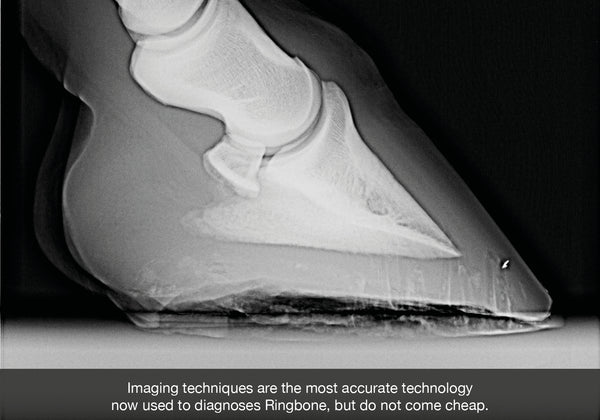 Ringbone in horses symptoms cause and treatment blog image of horse x ray hoof